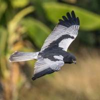 Pied Harrier